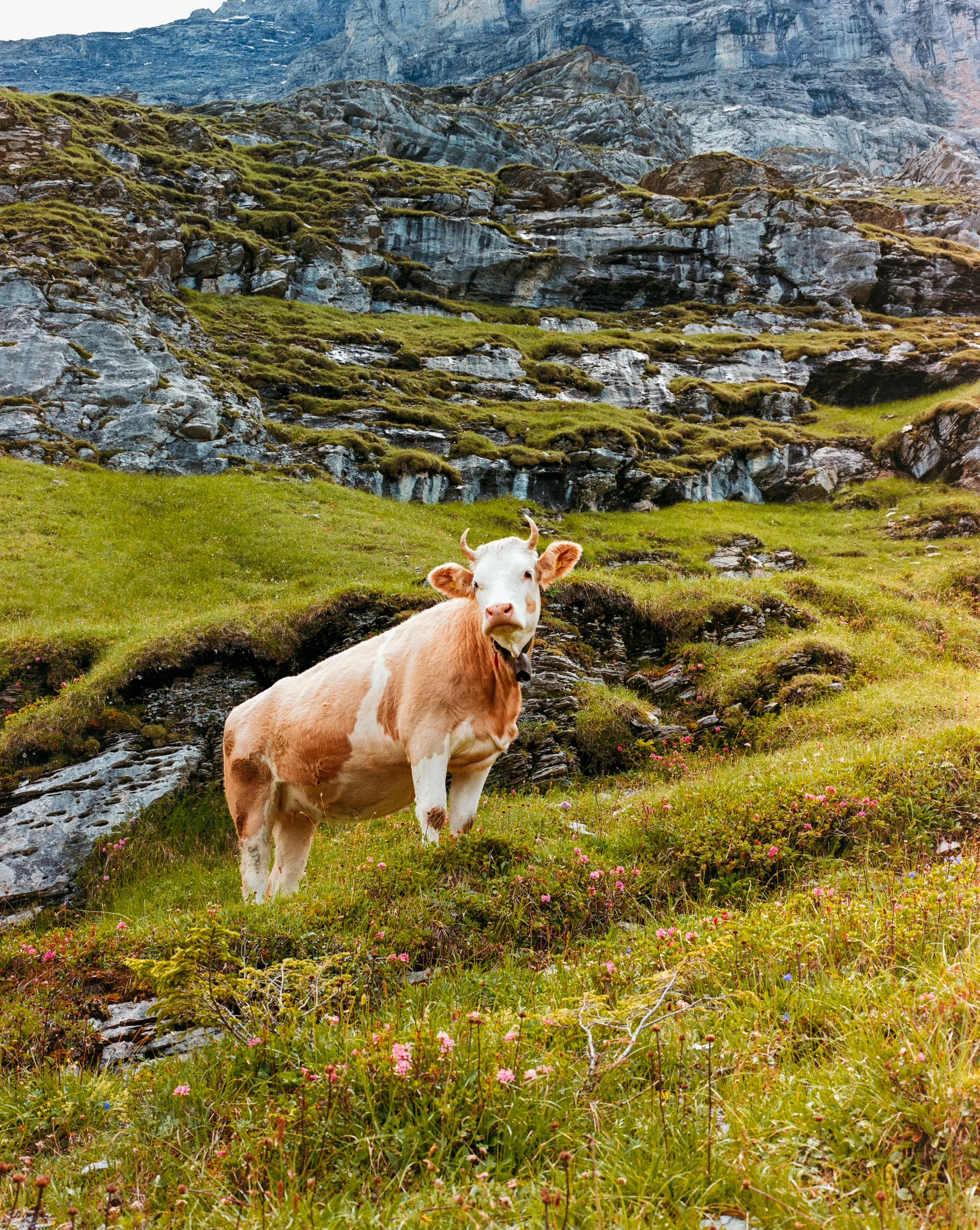 A horned cow standing in an alpine meadow of wildflowers below a rock face
