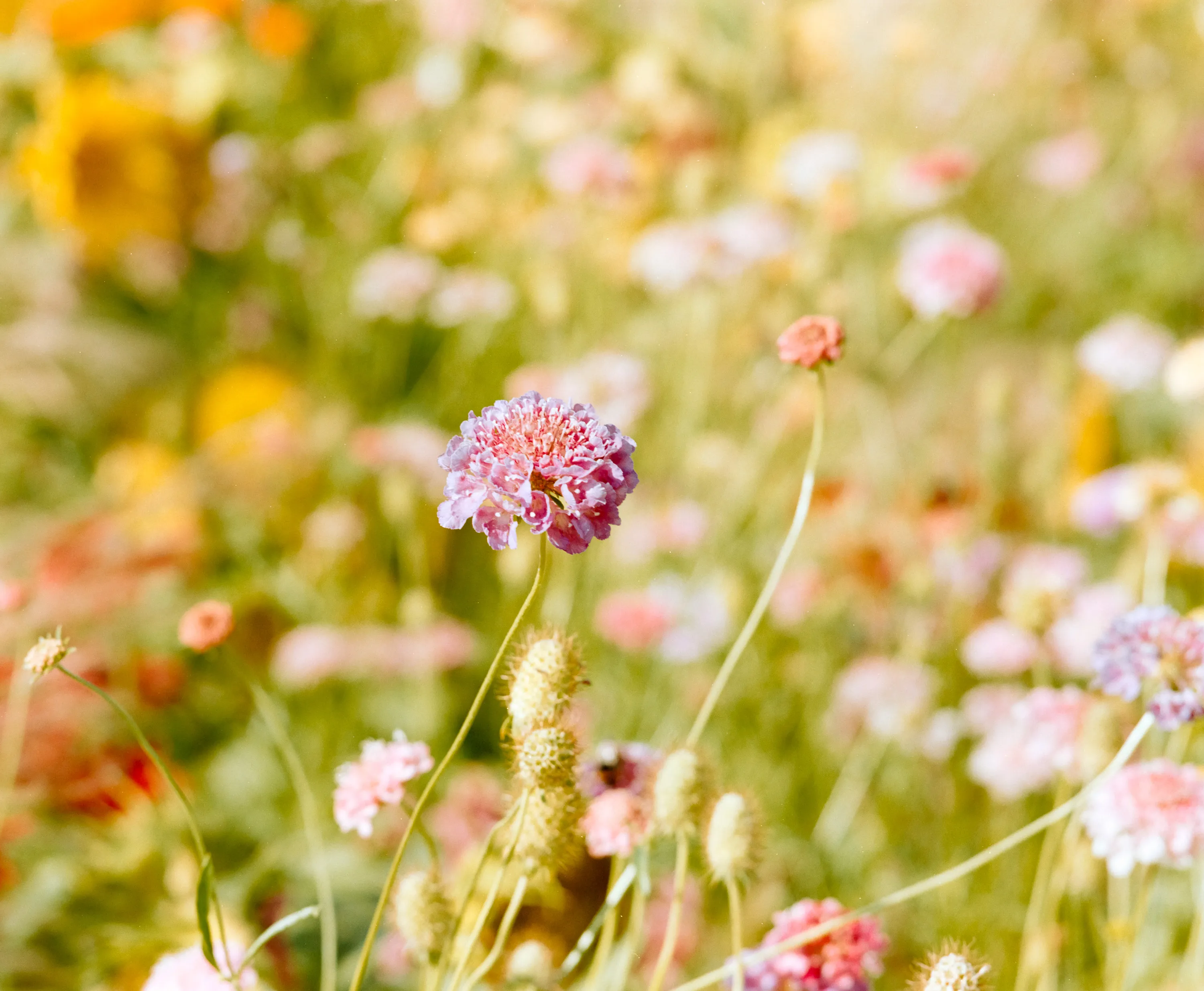 A single pink scabiosa flower standing sharp in a soft pastel wildflower meadow